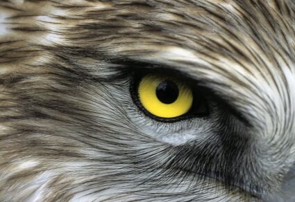 Short Toed Eagle Eye